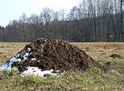 European Mole. giant mole hills