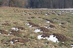 European Mole. giant mole hills