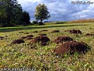 European Mole. mole hills