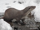 European otter