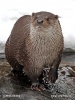 European otter