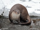 European otter