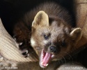 European pine marten