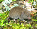 European Pine Vole, Common Pine Vole