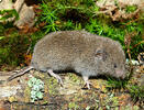 European Pine Vole, Common Pine Vole