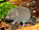 European Pine Vole, Common Pine Vole