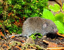 European Pine Vole, Common Pine Vole