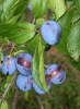 European plum trees