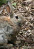 European Rabbit, Common Rabbit