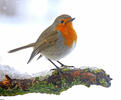 European robin