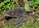 European Water Shrew, dark coloration