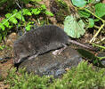 European Water Shrew, dark coloration