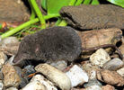 European Water Shrew, dark coloration