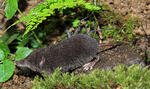 European Water Shrew, dark coloration