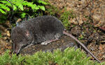 European Water Shrew, dark coloration