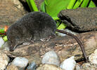 European Water Shrew, dark coloration