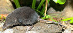 European Water Shrew, dark coloration