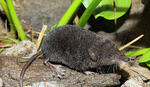 European Water Shrew, dark coloration