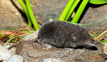 European Water Shrew, dark coloration