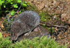 European Water Shrew, dark coloration