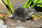 European Water Shrew, dark coloration