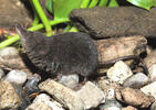 European Water Shrew, dark coloration