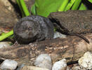 European Water Shrew, dark coloration