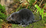 European Water Shrew, dark coloration