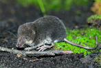 European Water Shrew, juvenile