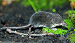 European Water Shrew, juvenile