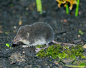 European Water Shrew, juvenile