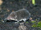 European Water Shrew, juvenile