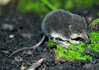 European Water Shrew, juvenile