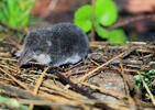 European Water Shrew, juvenile