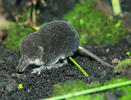 European Water Shrew, juvenile