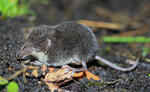 European Water Shrew, juvenile