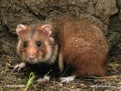 Europeisk hamster