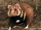 Europeisk hamster