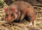 Europeisk hamster