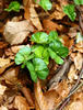 Fagus sylvatica