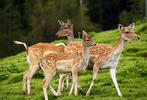 Fallow deer