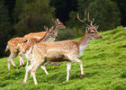 Fallow deer