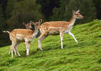 Fallow deer