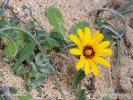 False Sow-Thistle, False Sowthistle