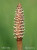 Field Horsetail, Common Horsetail