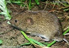 Field Vole, Short-tailed Vole