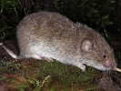 Field Vole, Short-tailed Vole