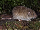 Field Vole, Short-tailed Vole