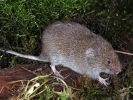 Field Vole, Short-tailed Vole