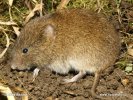 Field Vole, Short-tailed Vole